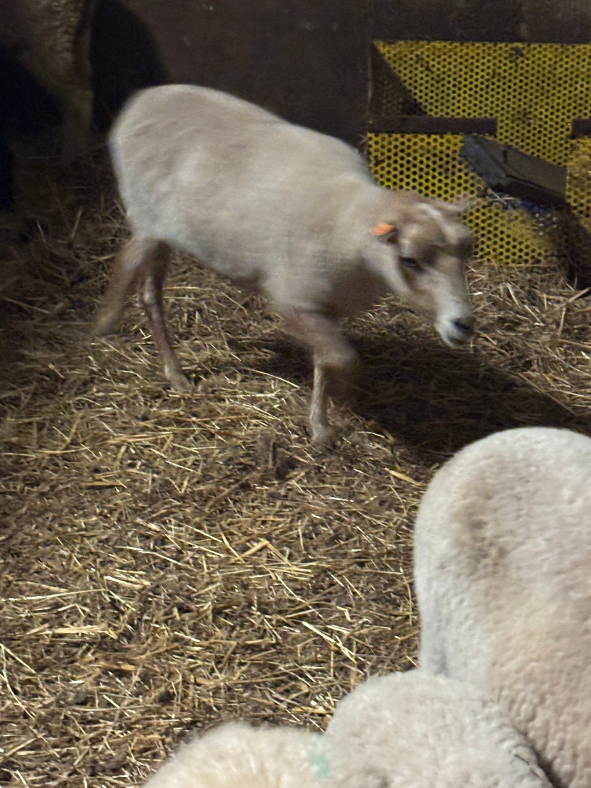 Ouessant te koop, Femelle, Mouton