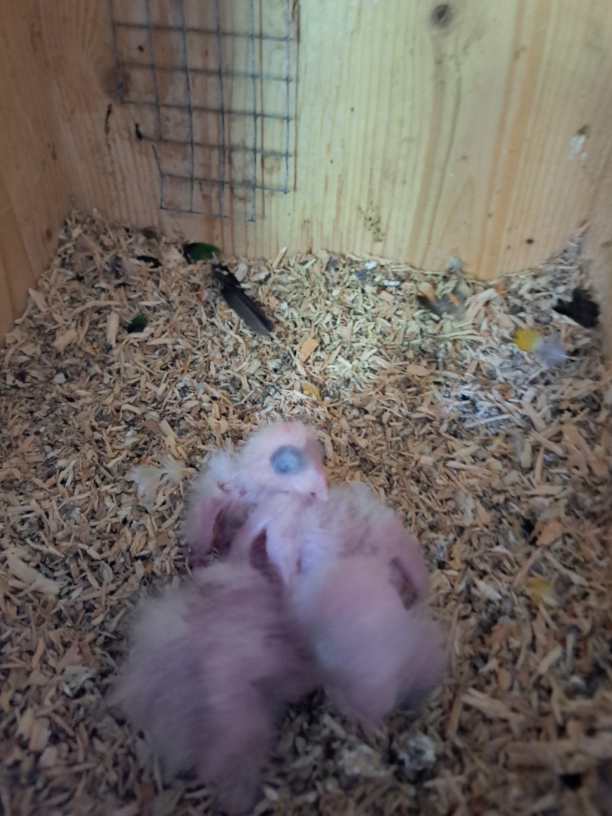 Caiques, Dieren en Toebehoren, Vogels | Parkieten en Papegaaien, Geslacht onbekend, Papegaai, Geringd