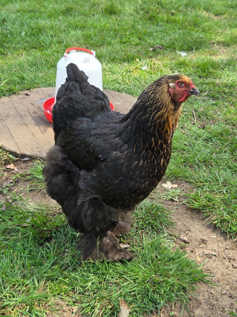 Brahma berken hen, Femelle, Poule ou poulet