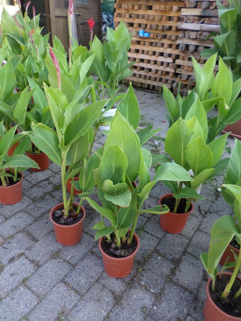 Canna planten, Tuin en Terras, Planten | Tuinplanten, Volle zon, Vaste plant, Zomer, Ophalen