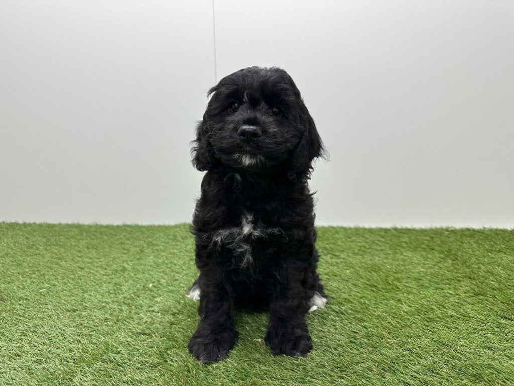 Portée de chiots Cockapoo - Cocker Americain & Caniche nain, Plusieurs, Hépatite contagieuse (maladie de Rubarth), Belgique, Plusieurs animaux