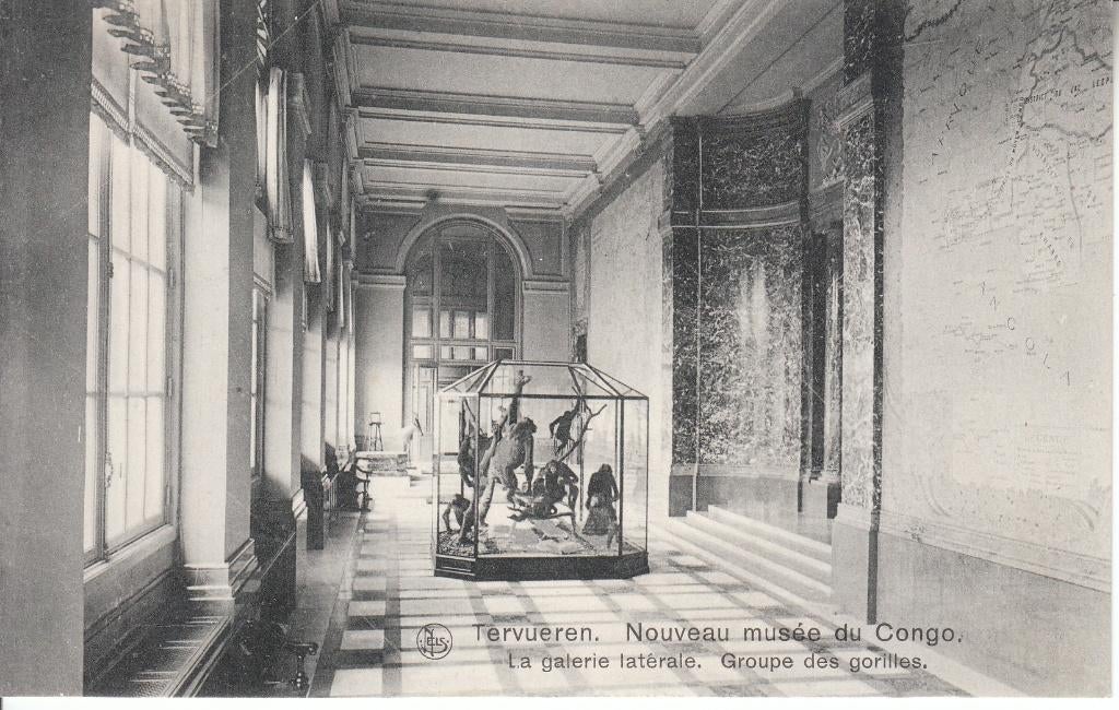 Carte postale Tervueren - Musée de l'Afrique (gorilles), Enlèvement ou Envoi, 1920 à 1940, Non affranchie, Brabant Flamand