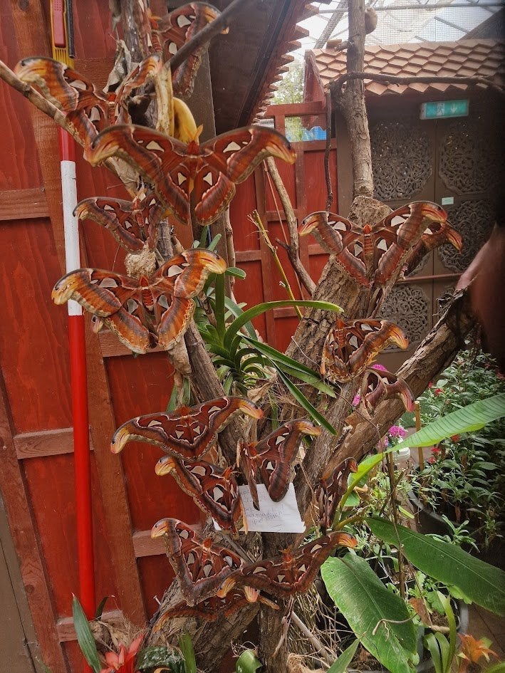 Attacus Atlas Cocoons, Vlinders of Rupsen