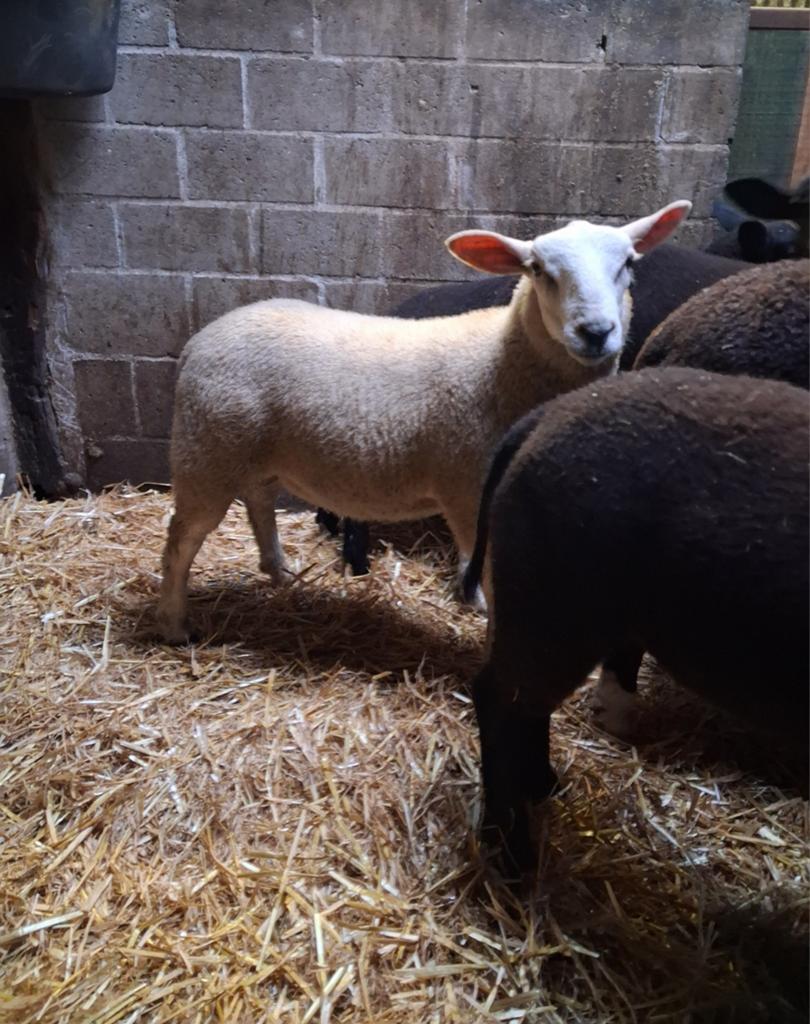 Jonge rammen, Dieren en Toebehoren, Schapen, Geiten en Varkens, Mannelijk, Schaap, 0 tot 2 jaar