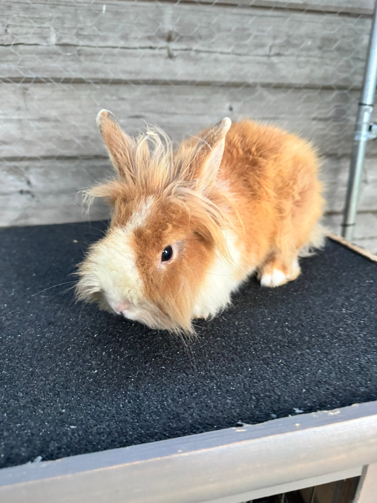 Dwergkonijnen te koop rammelaars, Animaux & Accessoires, Lapins