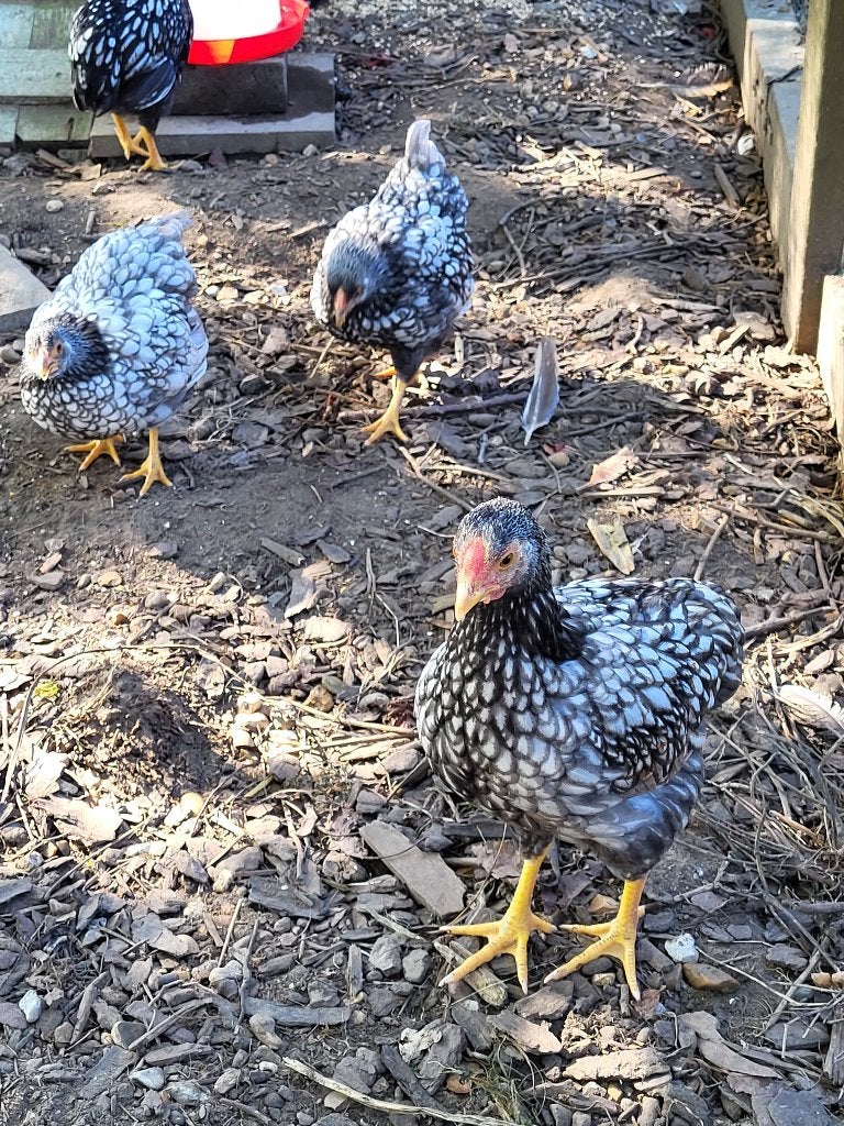 Wyandotte krielkippen, Dieren en Toebehoren