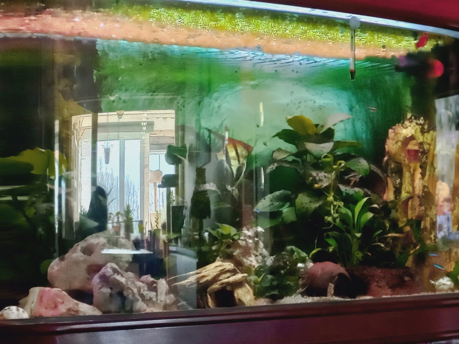 Aquarium de 240 l avec de nombreux accessoires, Enlèvement, Couvercle inclus, Utilisé, Meuble d'aquarium