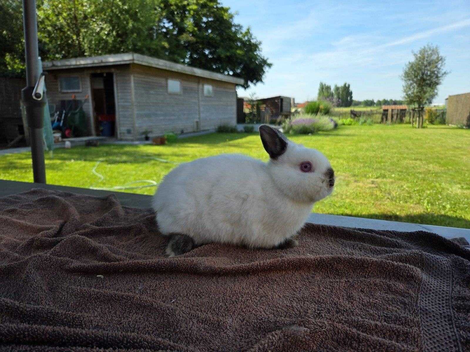 Kleurdwerg Ram - Rus, Dieren en Toebehoren