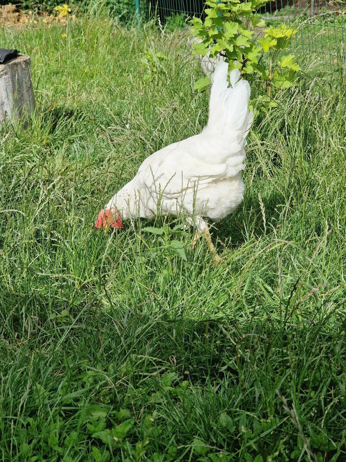 Poule pondeuse pondeuse 2025, Animaux & Accessoires, Volatiles