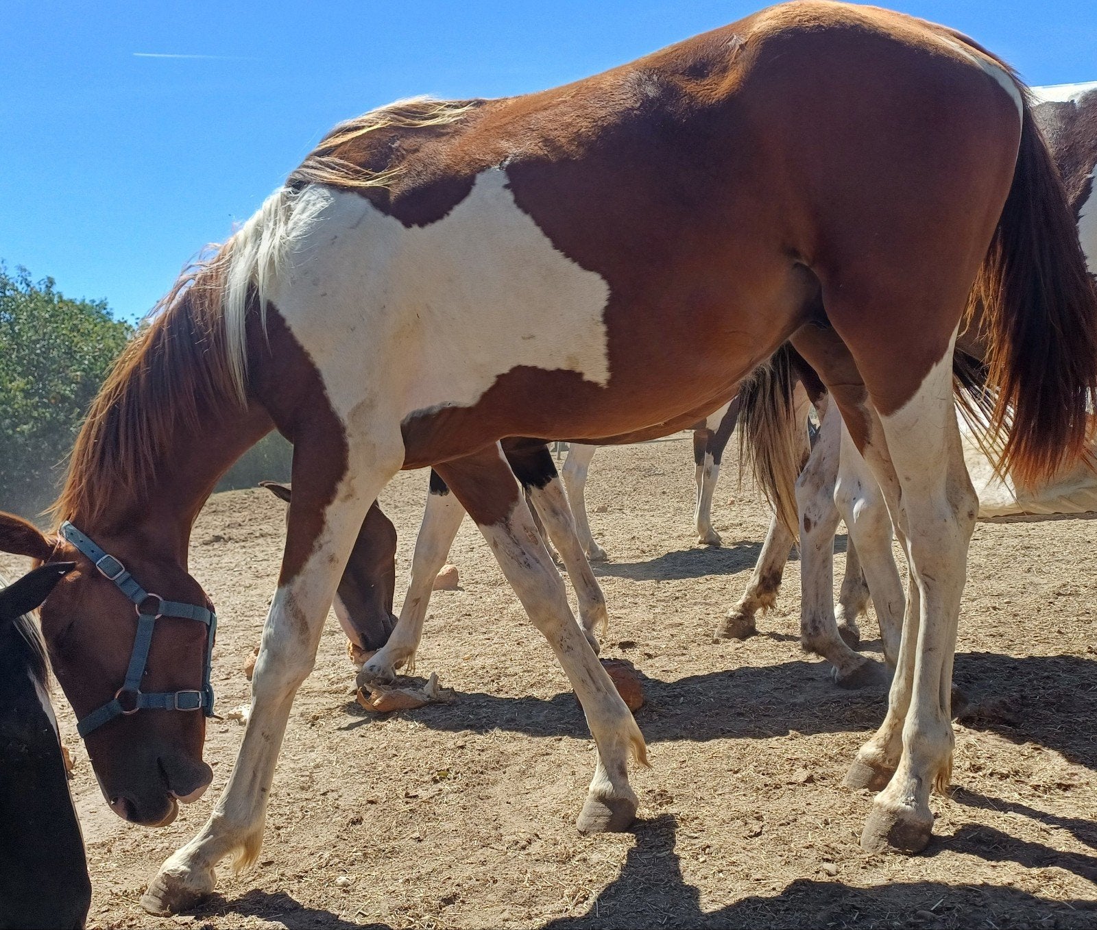 Étalon Utah Van Erpekom en fourrure de renard unique au mond, Avec pedigree, M, 160 à 165 cm, Étalon