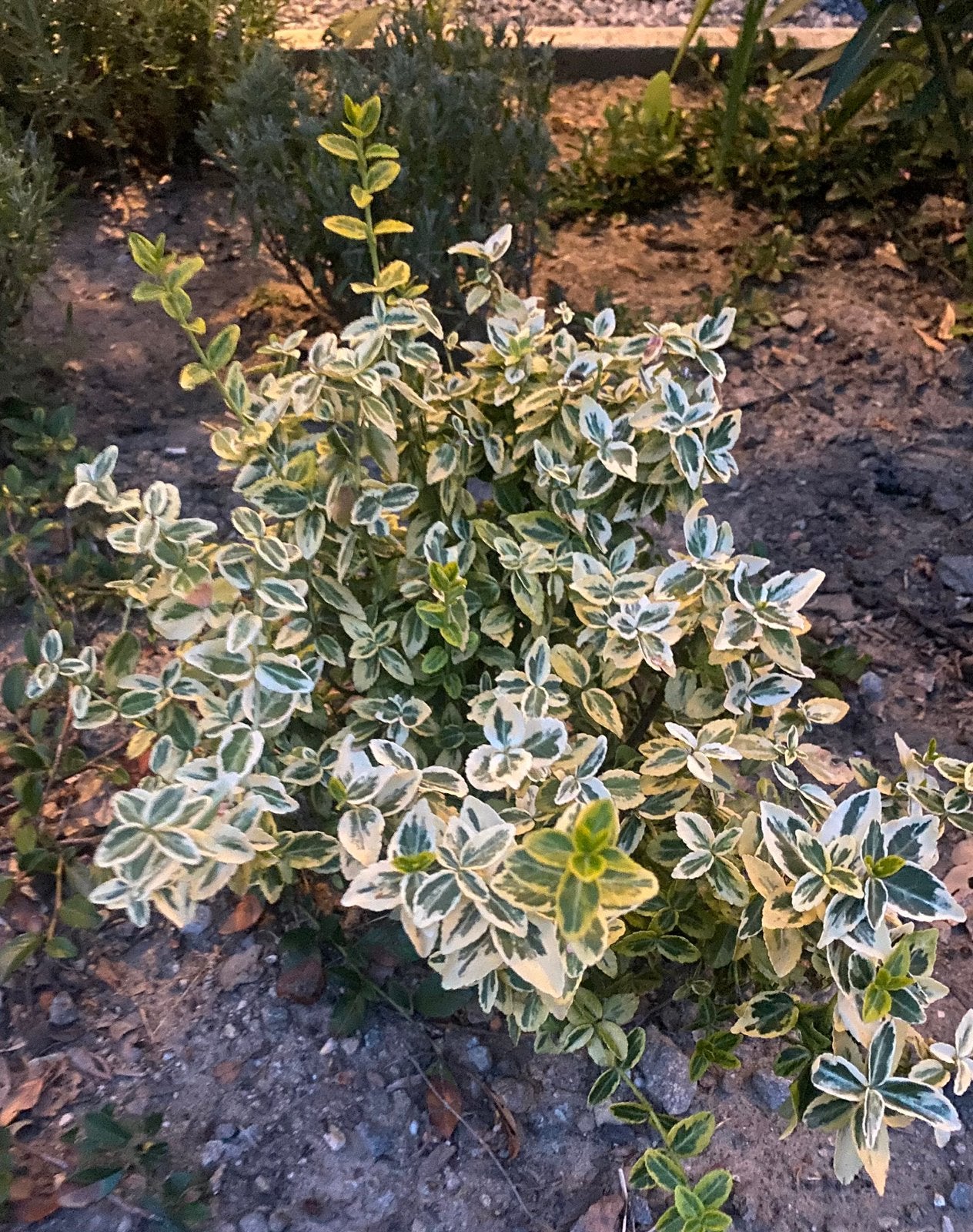 5 Euonymus fortunei, Ophalen, Struik