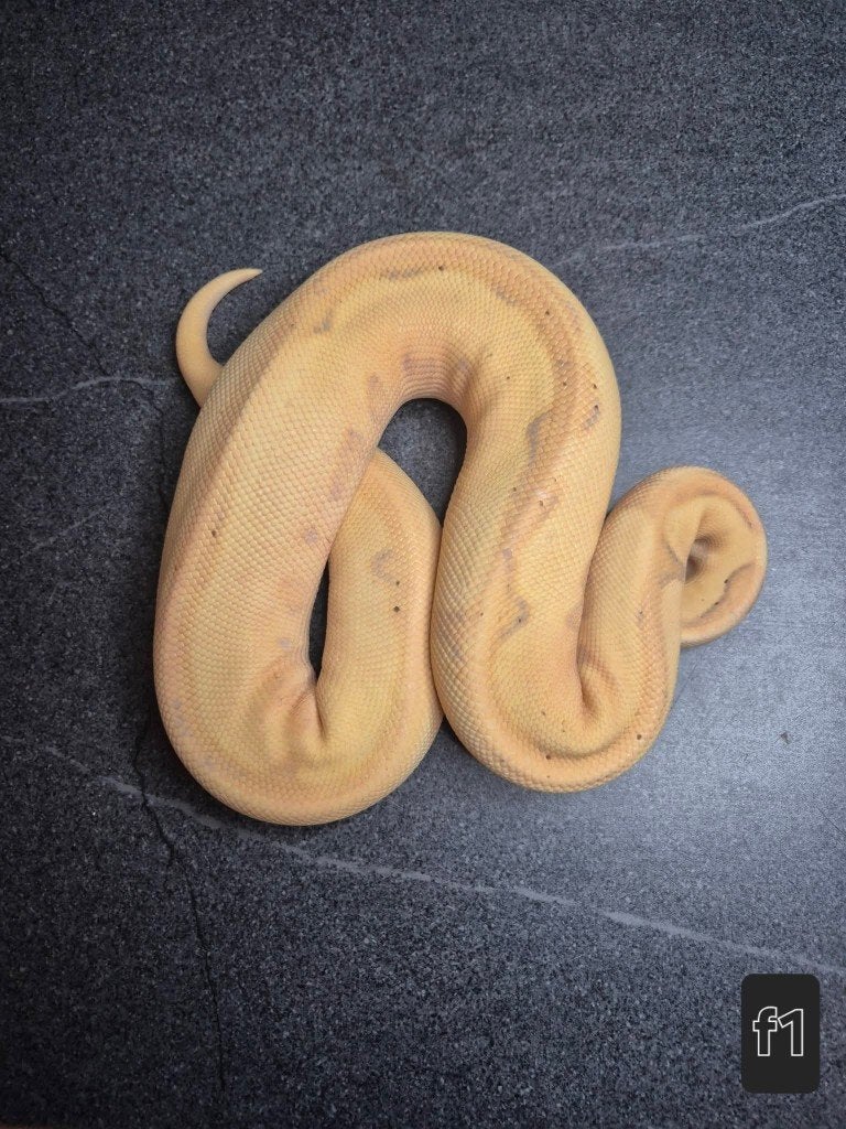 Python regius, Animaux & Accessoires, Serpent, 0 à 2 ans