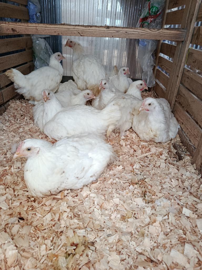 zuivere witte mechelse koekoek 5 maand 0499/082381, Dieren en Toebehoren, Pluimvee, Vrouwelijk, Kip