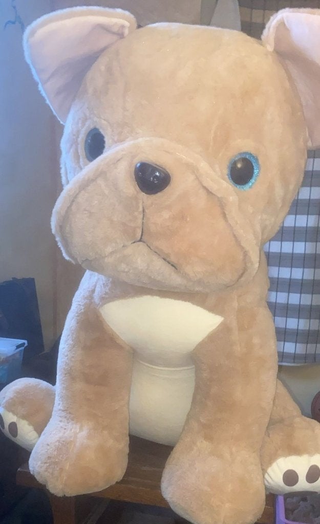 Teddybeer (hond), Enlèvement, Comme neuf, Ours en tissus, Autres marques
