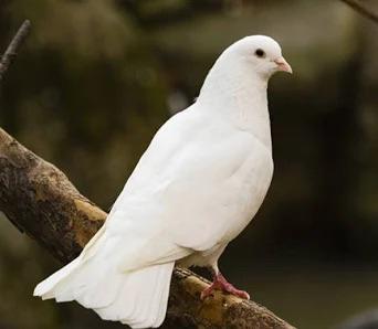 pauwstaart, Dieren en Toebehoren, Vogels | Overige Vogels