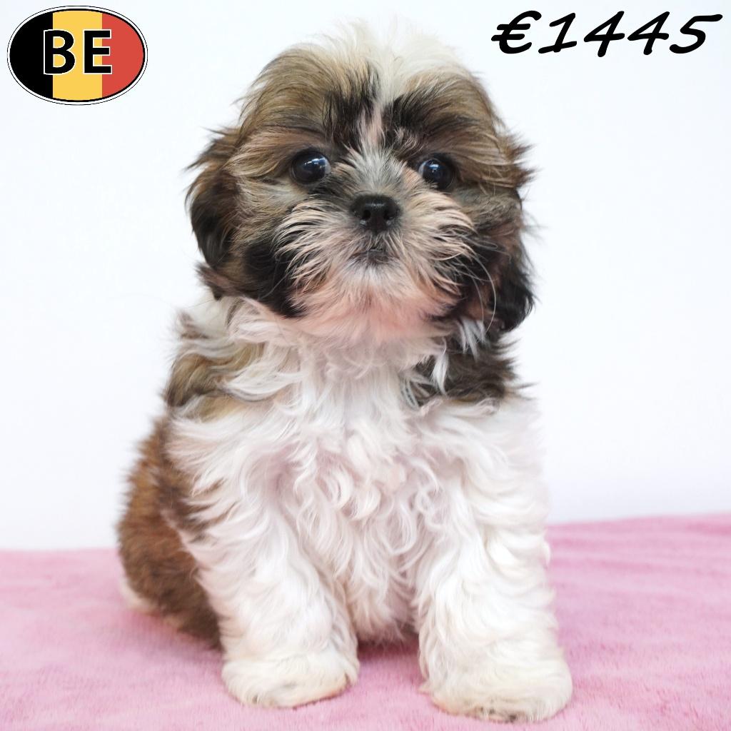 Shih Tzu, chiots super mignons à vendre (belges), Commerçant, Belgique, 8 à 15 semaines, Plusieurs