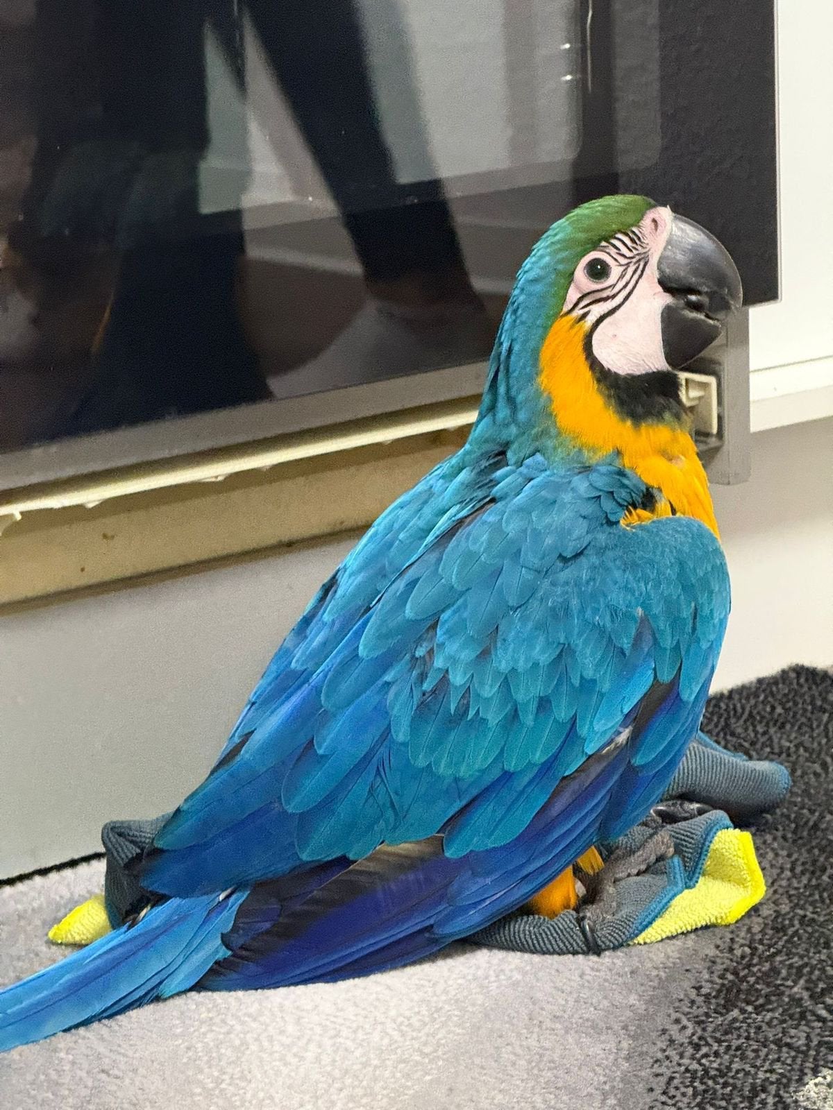 Gezocht kweekrijpe blauwgele ara man, Bagué