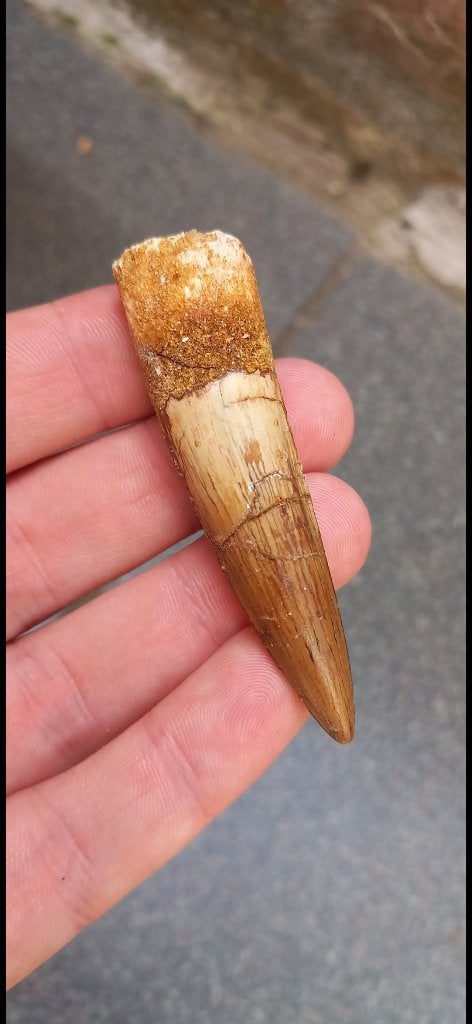 Dent fossile de spinosaure, dinosaure jurassique, Enlèvement ou Envoi, Fossile