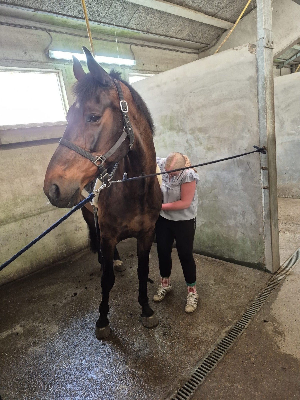 Kwpn gezelschappaard, Vermifugé, 11 ans ou plus, Hongre, M