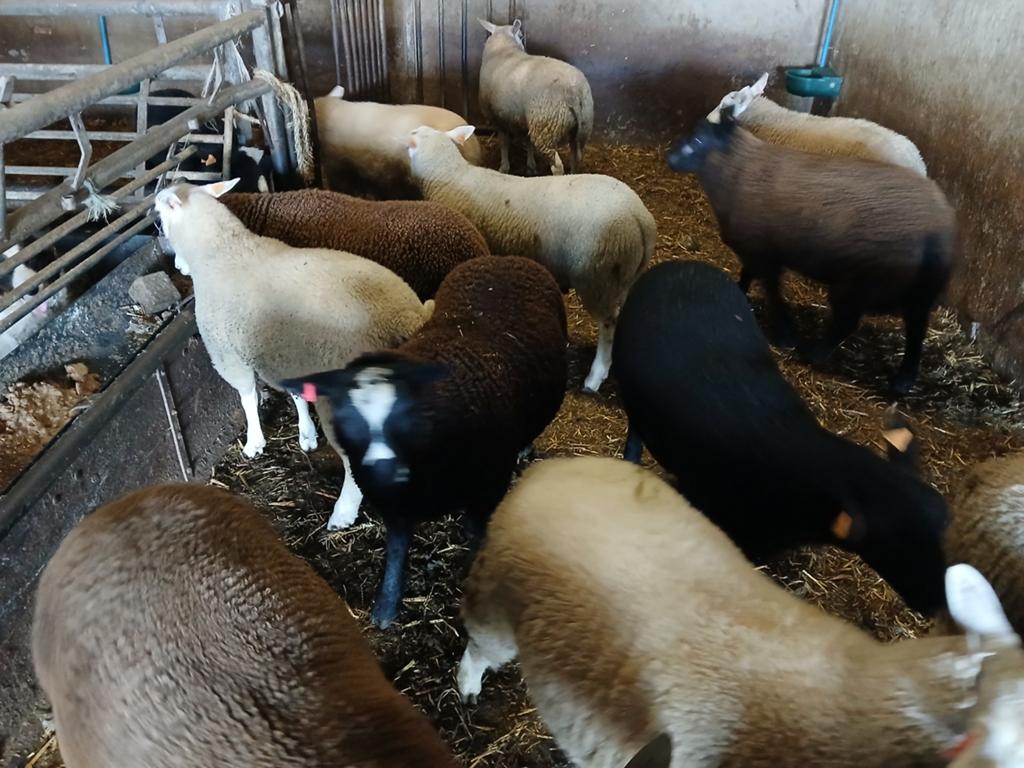 Aankoop van schapen