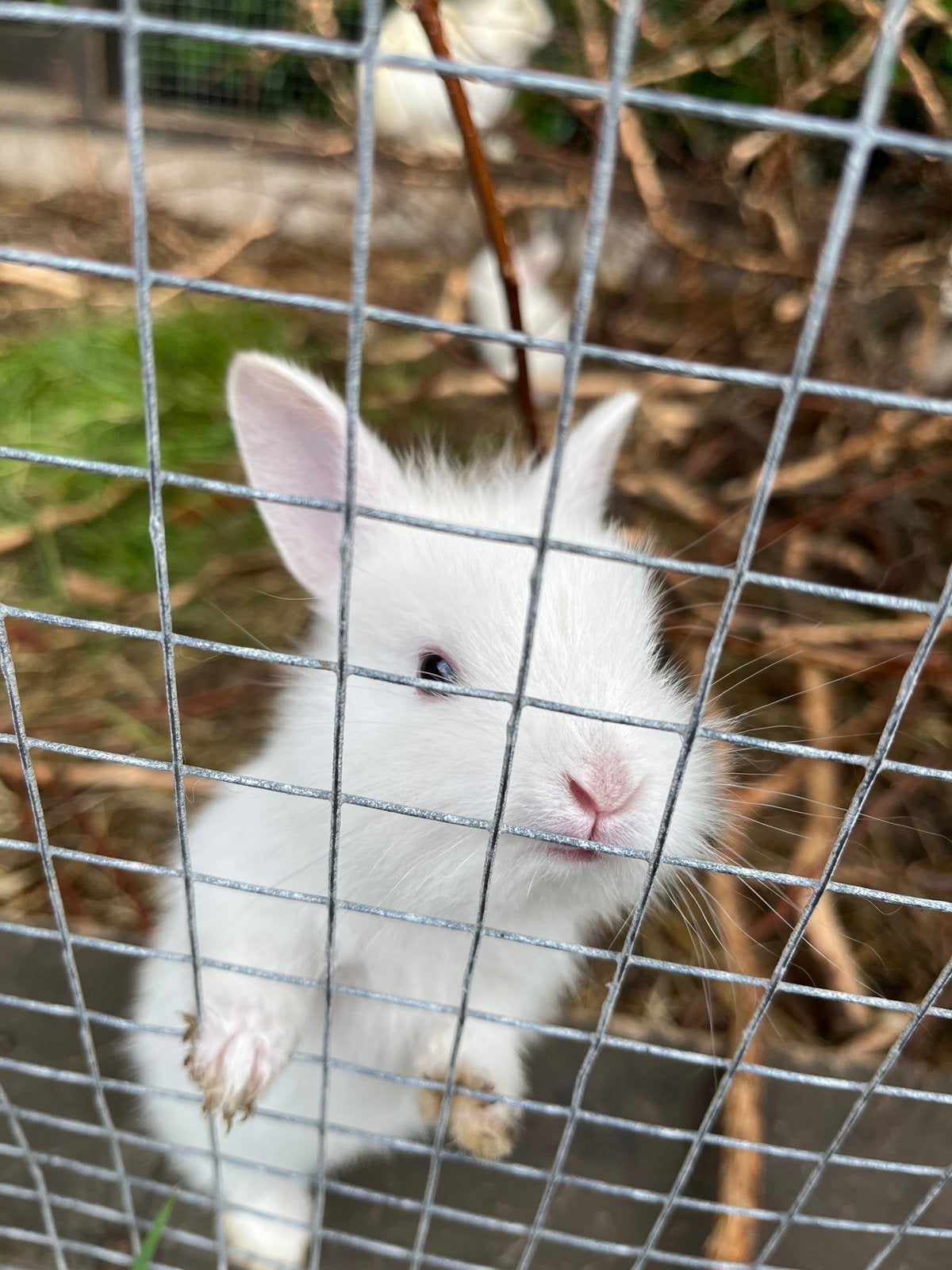 Konijntjes, Dieren en Toebehoren, Konijnen