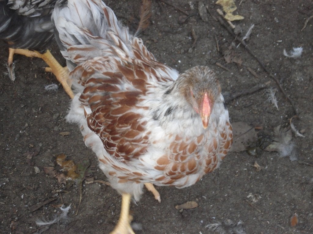 wyandotte hanen, Mâle, Poule ou poulet