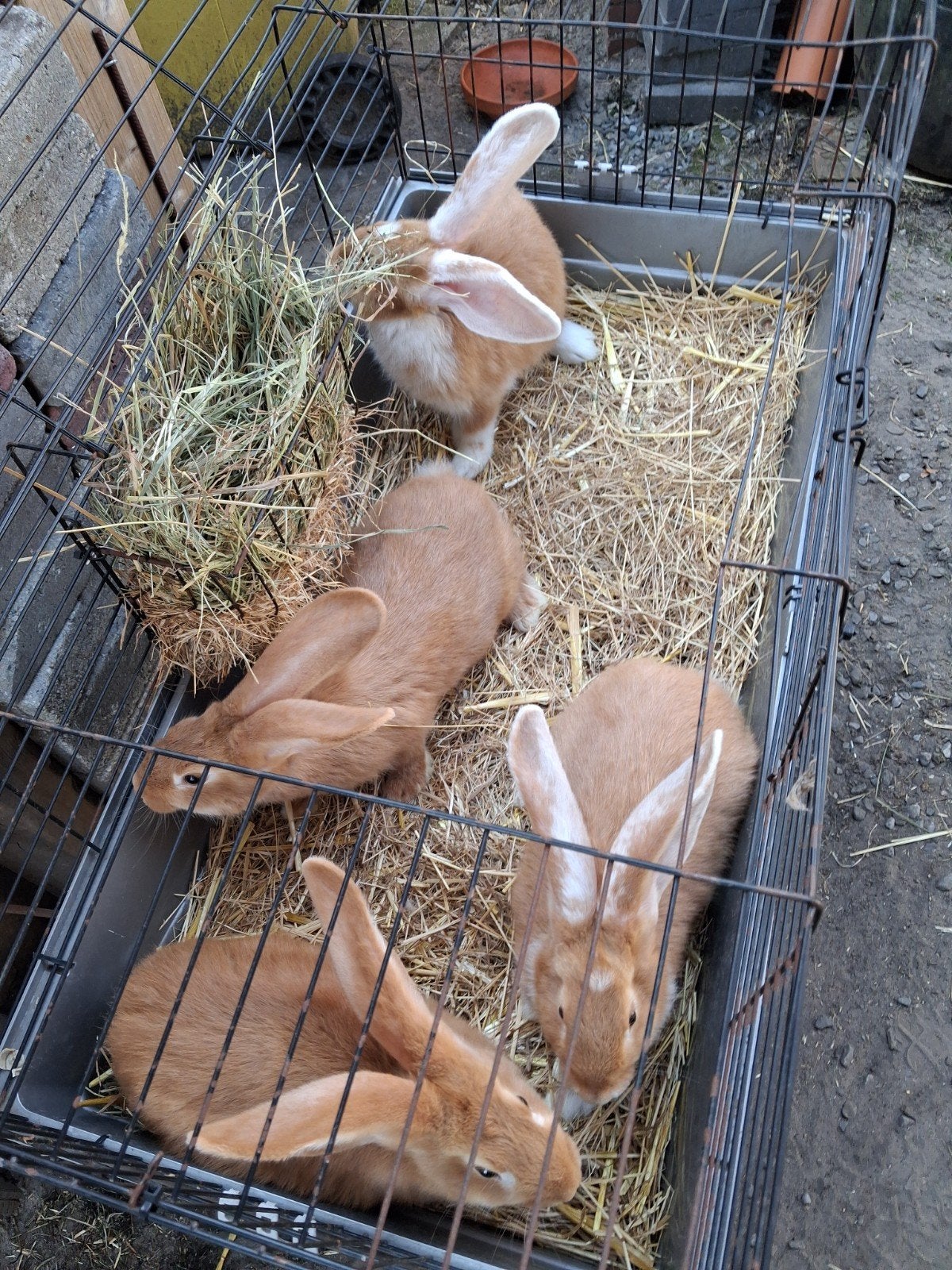 Zeven jongen vlaamse reuzen tien weken, Dieren en Toebehoren, Konijnen