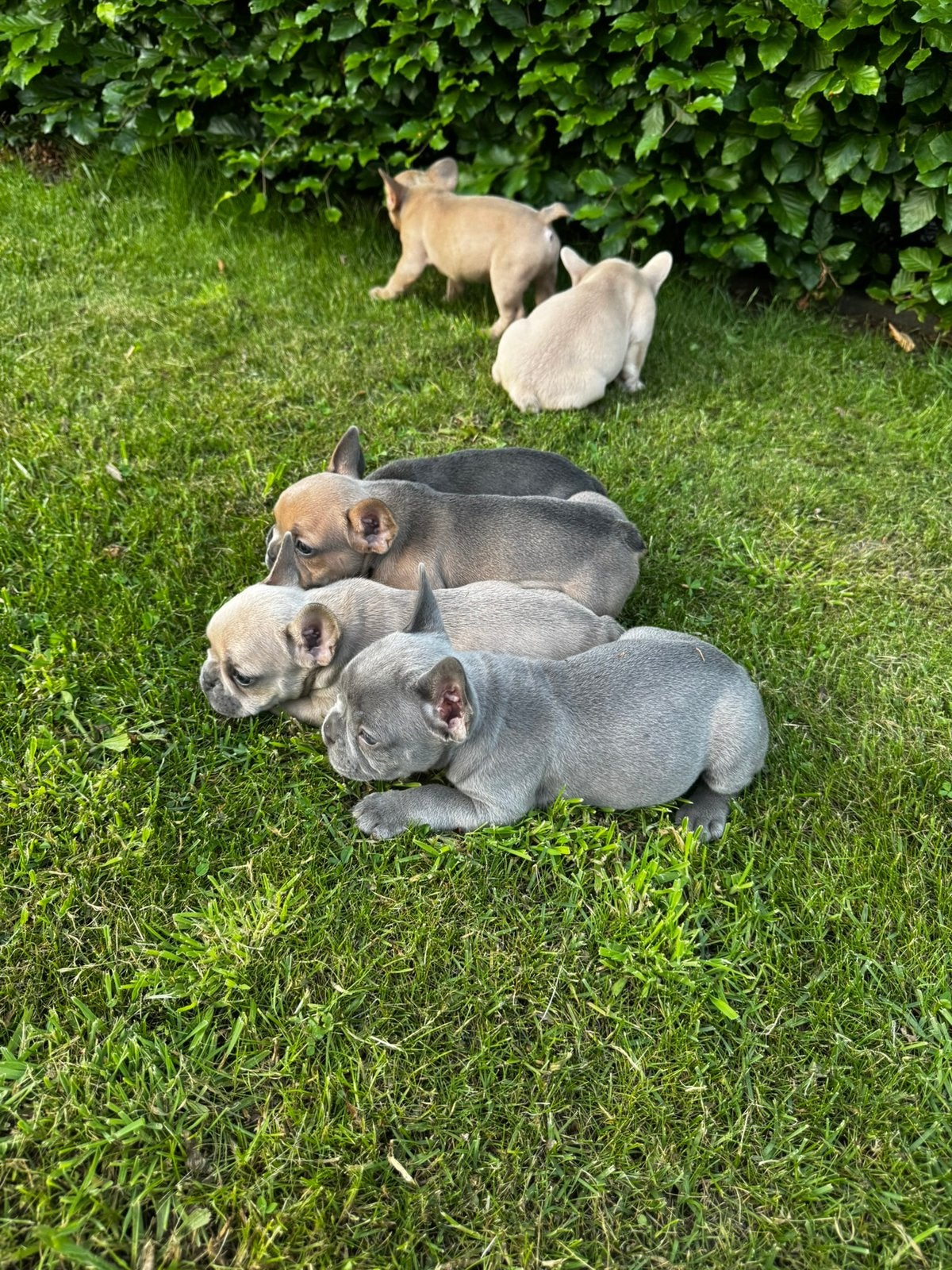 Super mooie franse bulldog pups, Dieren en Toebehoren, Honden | Bulldogs, Pinschers en Molossers, België, Fokker | Hobbymatig