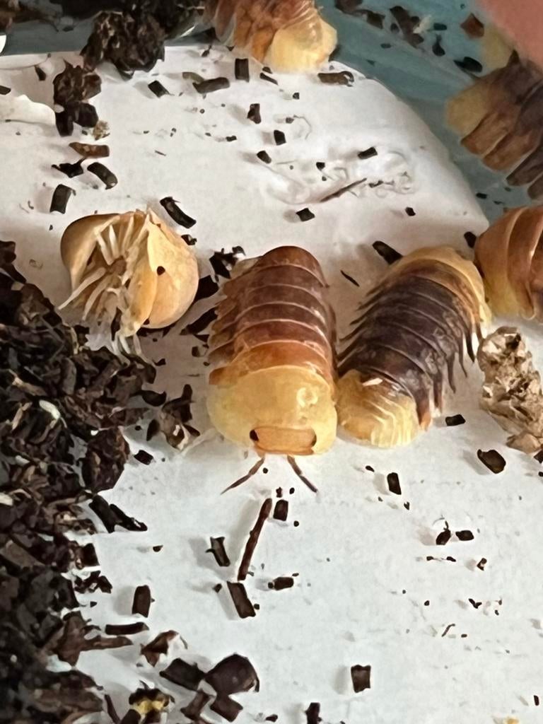 Isopods Rubber Ducky, Dieren en Toebehoren, Overige soorten