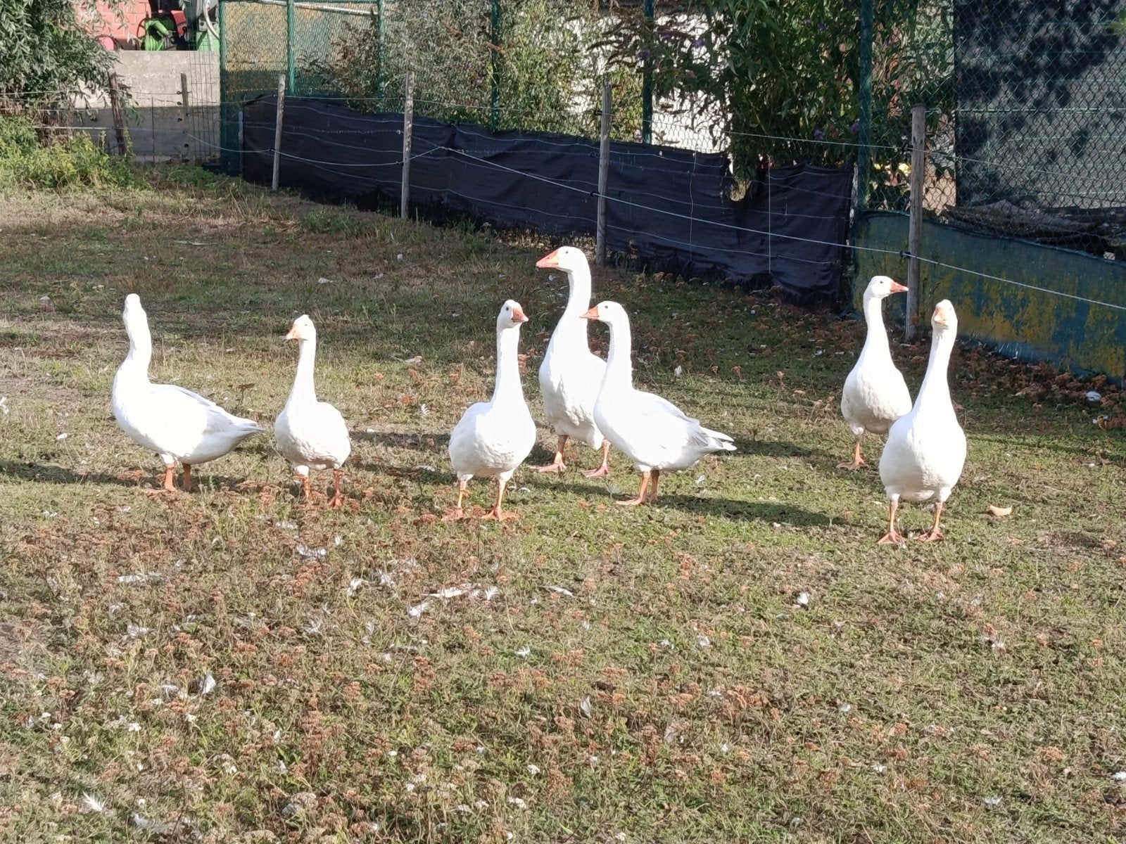 jonge ganzen, Dieren en Toebehoren