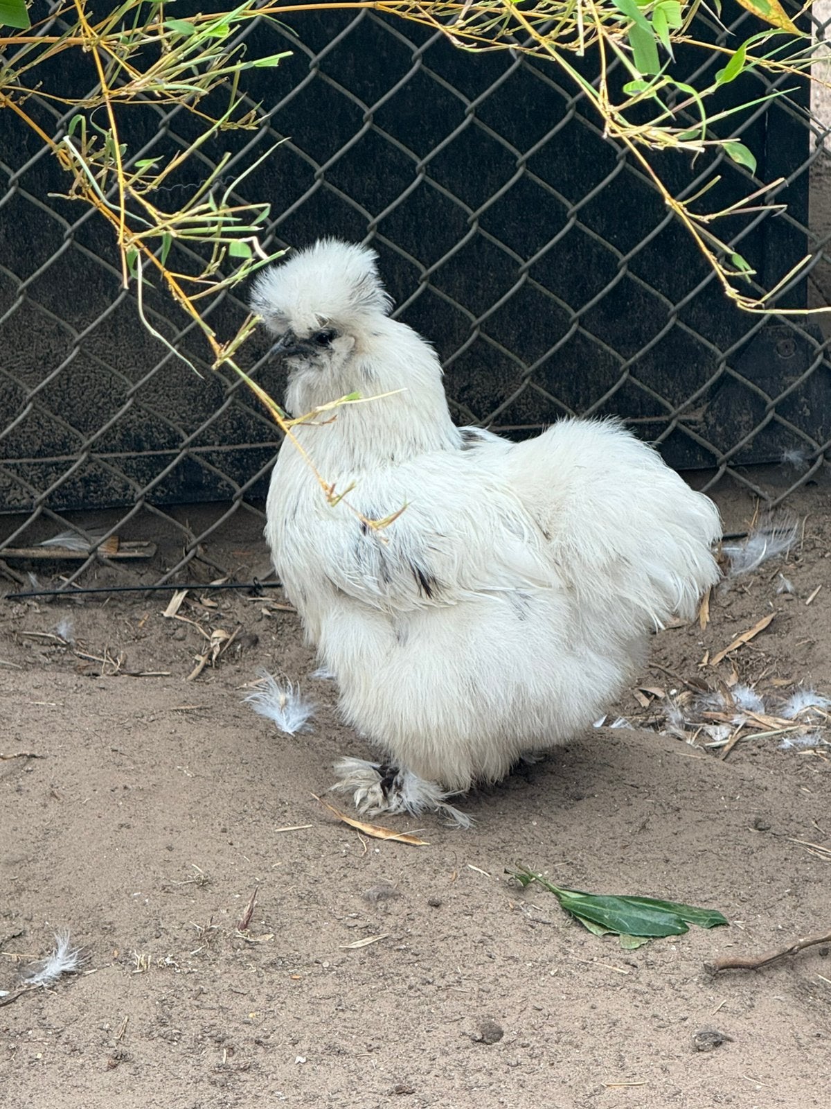 USA Zijdehoen Zwart Paint/ platenbond hen, Dieren en Toebehoren, Pluimvee