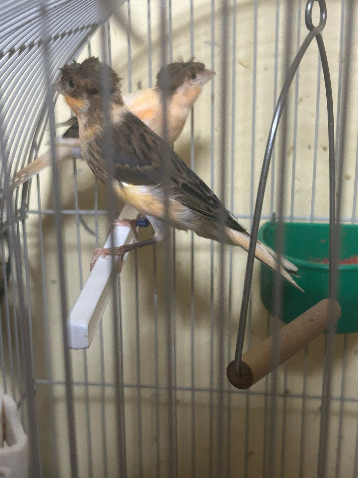 Canari arlequin, Animaux & Accessoires, Oiseaux | Canaris, Canari de couleur
