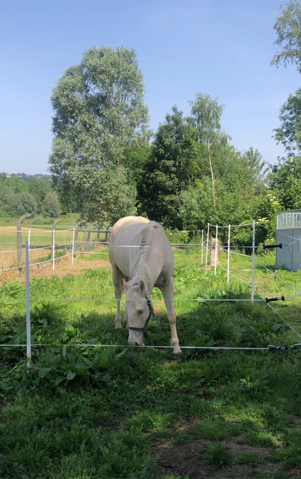 Cremello merrie, Merrie, Onbeleerd