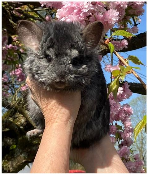 Très gentil mâle Ebony RPA Vc BPc, Chinchilla, Mâle, Domestique, Septembre