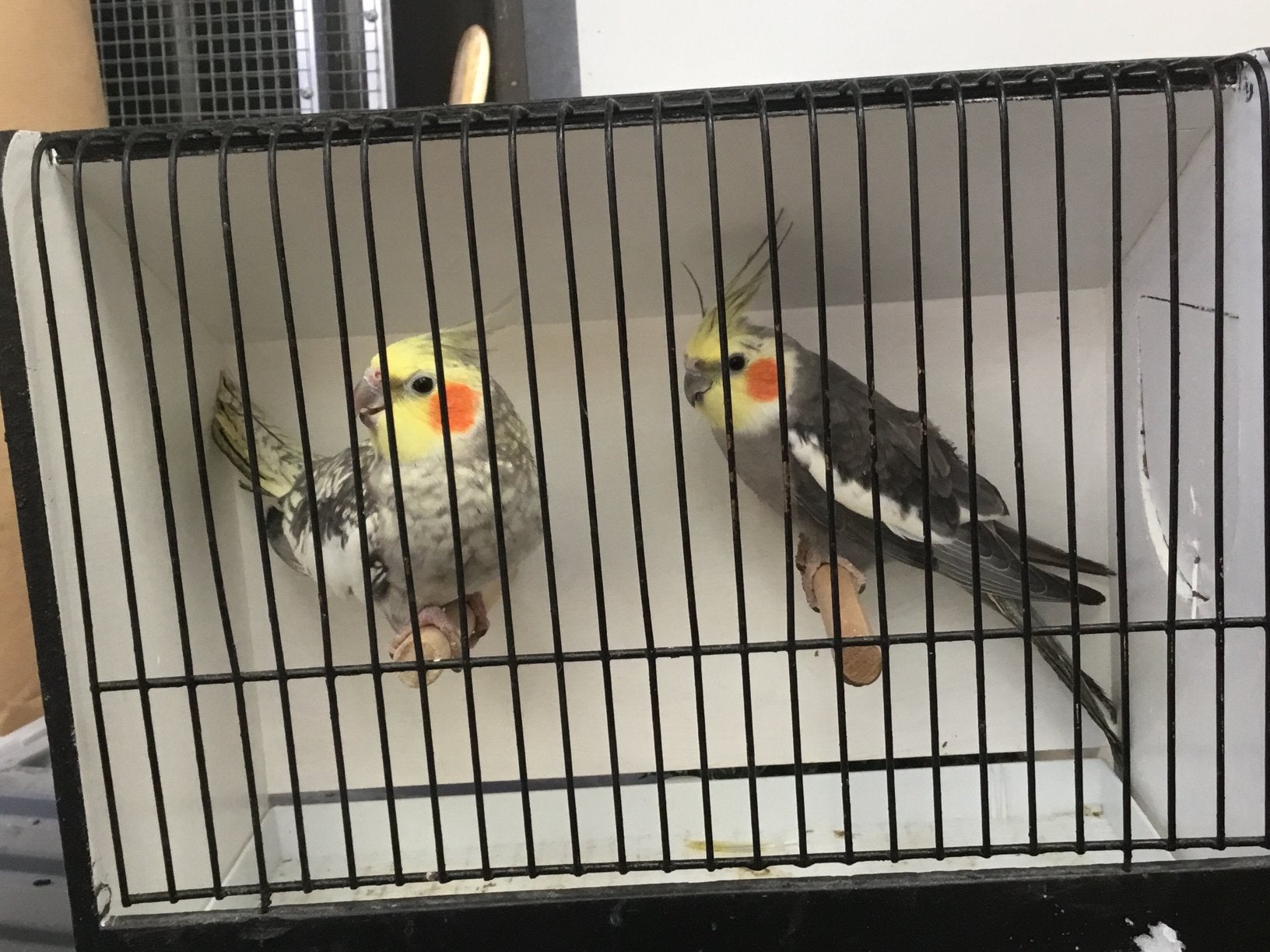 Koppel duitse valkparkieten, Dieren en Toebehoren