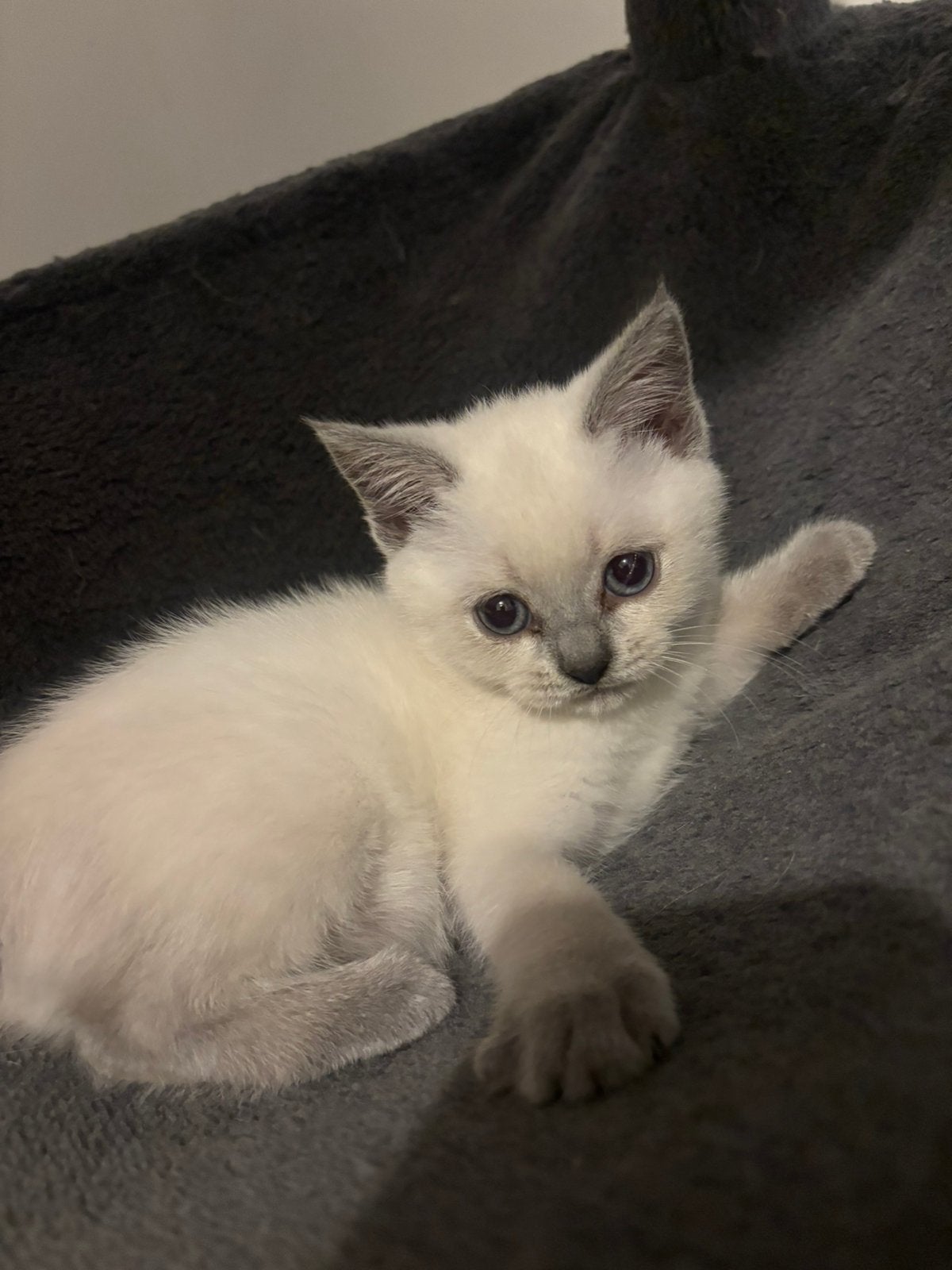Britse kort haar blue point kittens, Meerdere dieren, 0 tot 2 jaar