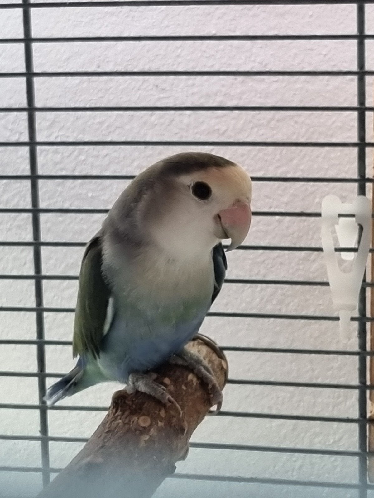 Oiseau inséparable