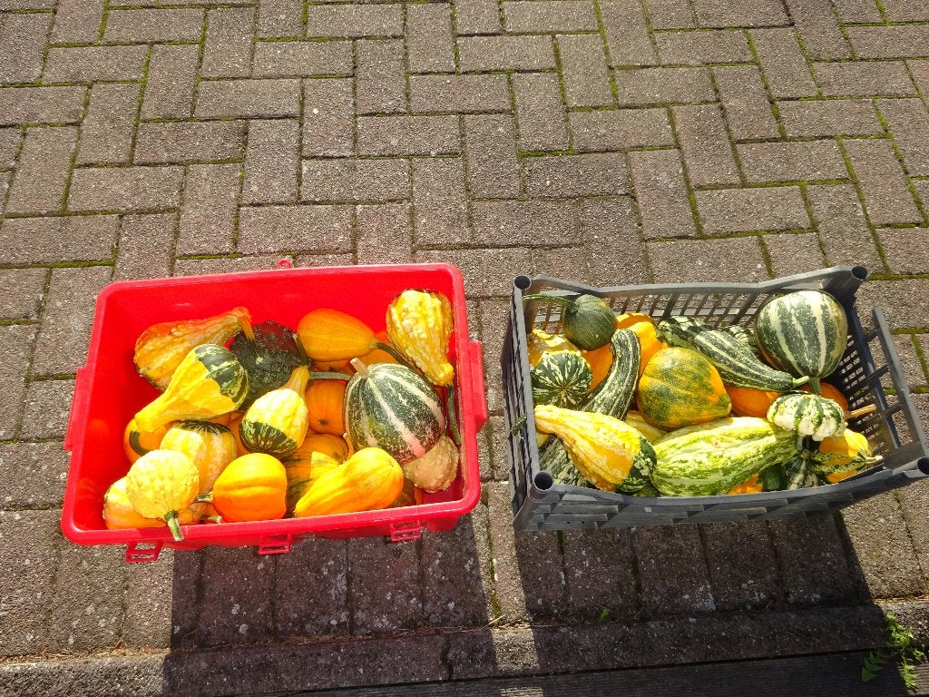 Sierfruit, Ophalen