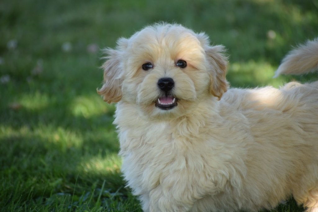 Maltipoo pups, Dieren en Toebehoren, Honden | Niet-rashonden, Klein, Meerdere dieren, Fokker | Professioneel, Meerdere, Buitenland