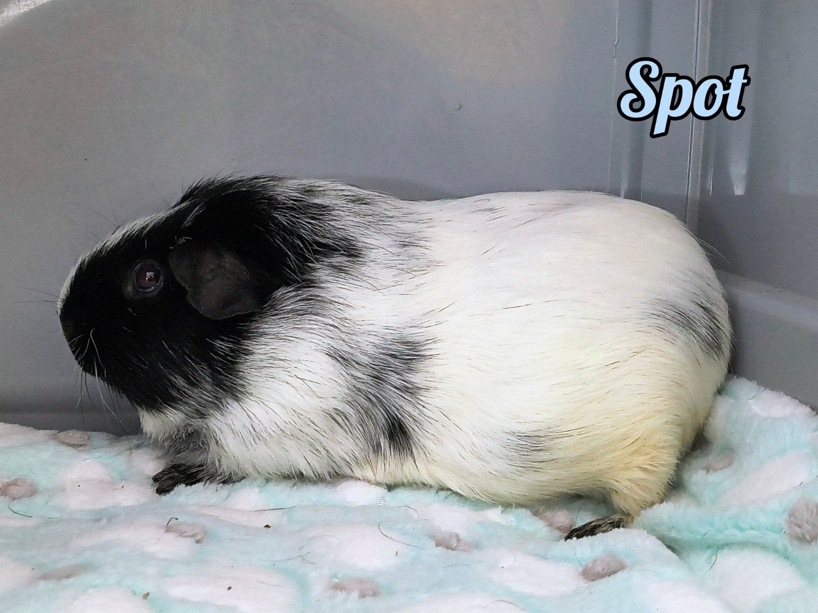 2 leuke gladhaar beren zoeken nieuwe thuis., Mei, Mannelijk, Cavia