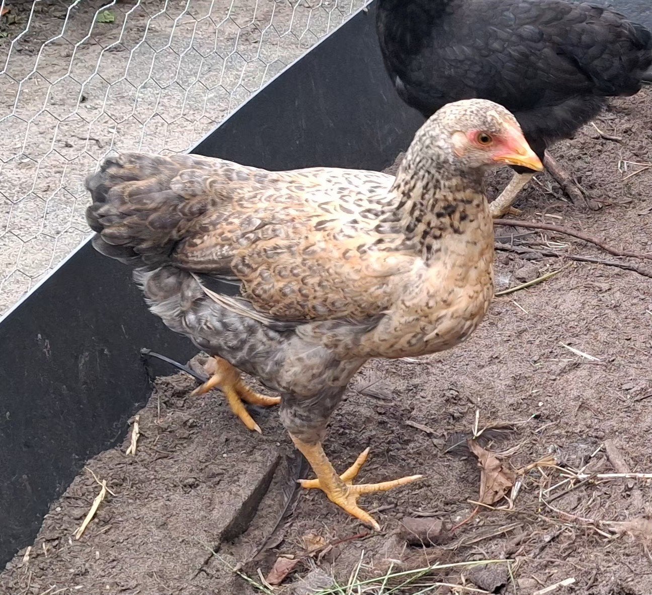 Wyandotte kriel., Dieren en Toebehoren, Vrouwelijk, Kip