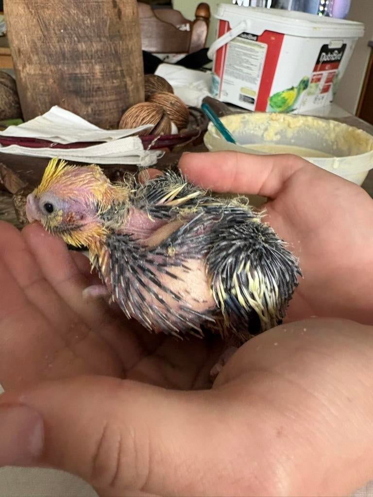 Tamme valkparkieten, Dieren en Toebehoren, Vogels | Overige Vogels