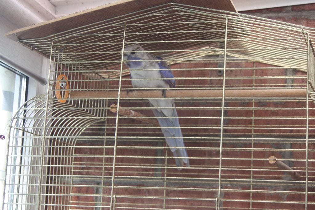 pennant rosella, Dieren en Toebehoren, Parkiet, Geringd
