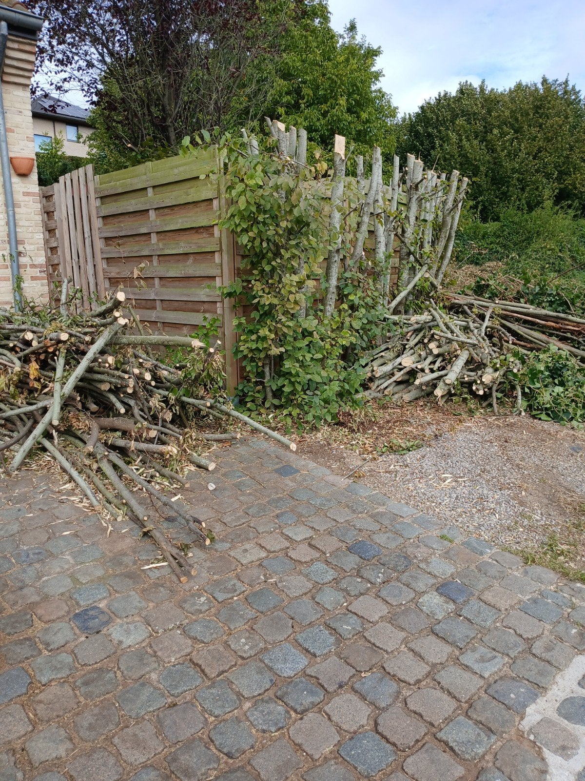bois de hêtre a donner, Jardin & Terrasse, Enlèvement, Hêtre