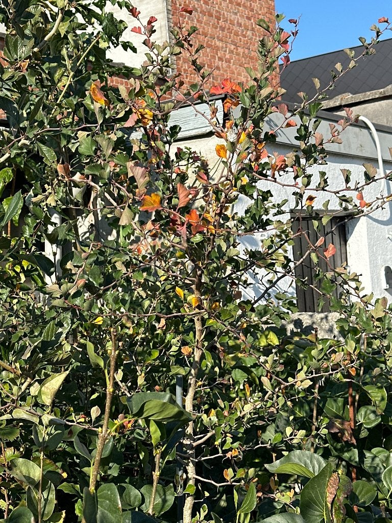Meidoorn (zeldzaam) Crataegus Geniculata, Tuin en Terras, Ophalen, Lente, Overige soorten, Volle zon
