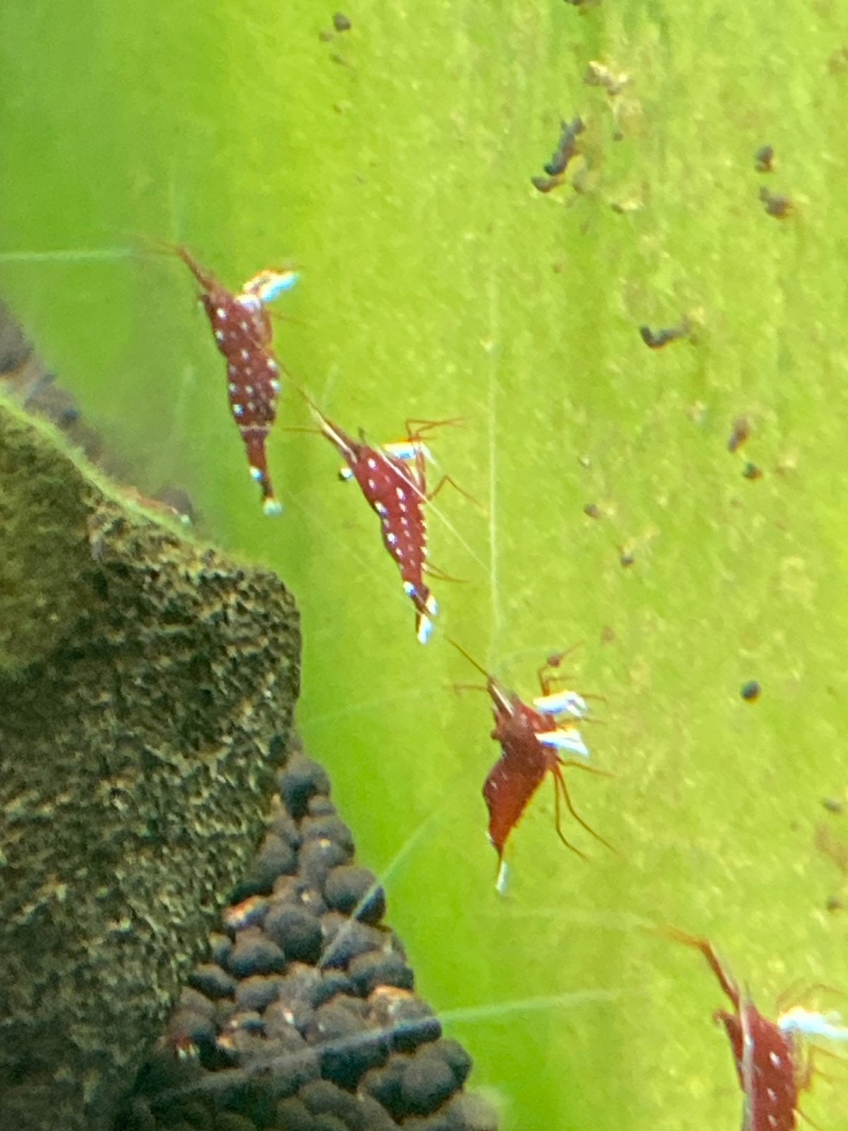 Sulawesi Caridina Dennerli Garnalen