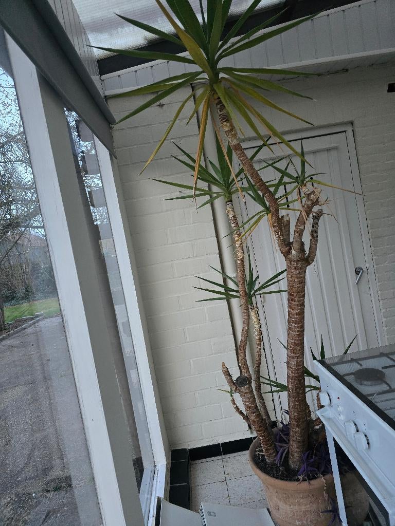 Yucca palm (meerstammig) incl. terra pot Ophalen voor 24/06, Huis en Inrichting, Kamerplanten, Ophalen, Yucca, In pot, 150 tot 200 cm