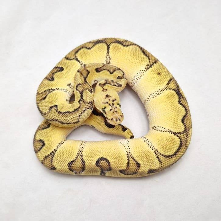 Enchi Pastel Clown koningspython man, Animaux & Accessoires, Reptiles & Amphibiens, Serpent, Domestique, 0 à 2 ans
