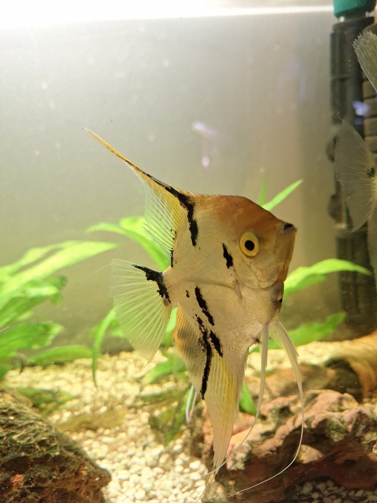Coi maanvissen  koppels te koop, Dieren en Toebehoren, Vissen | Aquariumvissen