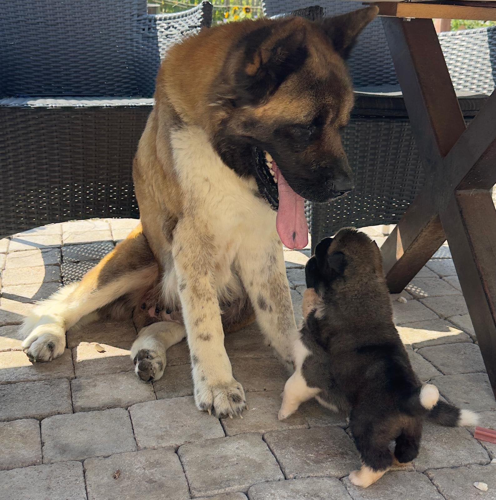 Amerikaanse Akita pups Pedigree / Stamboom, België, Fokker | Hobbymatig, 15 weken tot 1 jaar, Teef